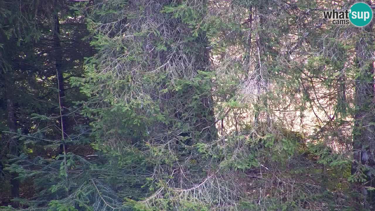 Webcam Lukanja – Pohorje houses a Water village