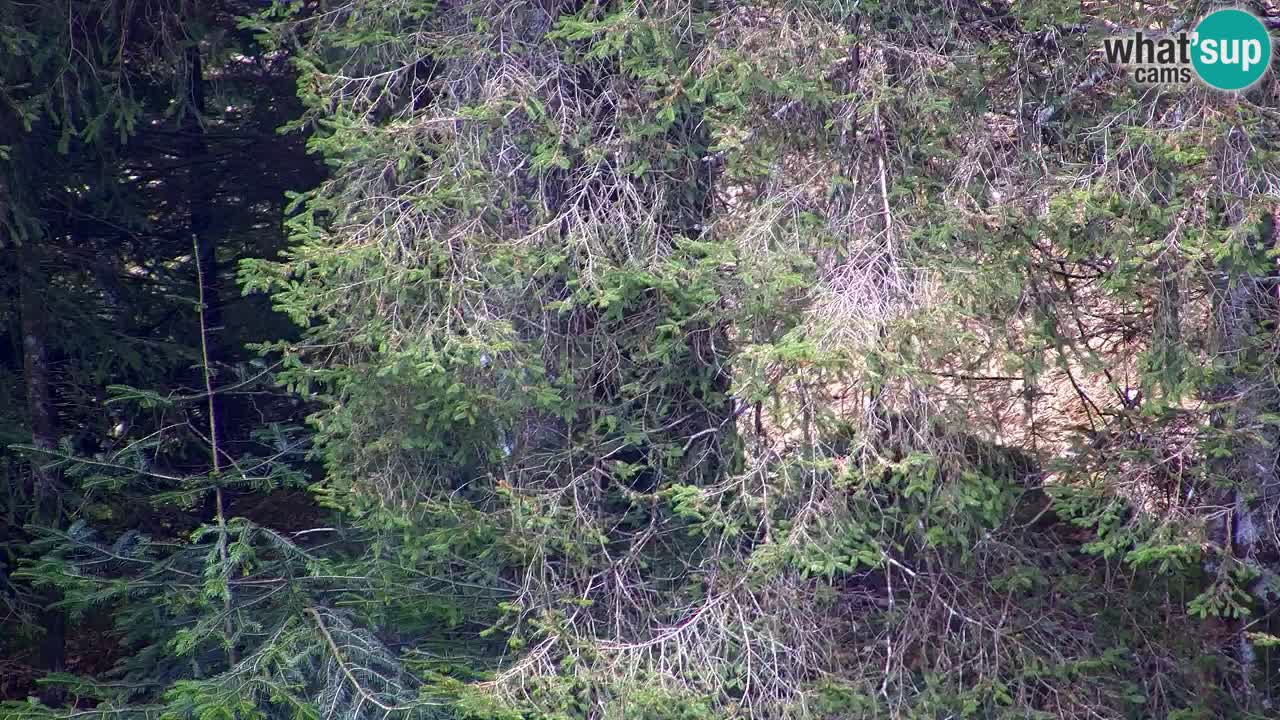 Webcam Lukanja – Water Village | Pohorje Houses