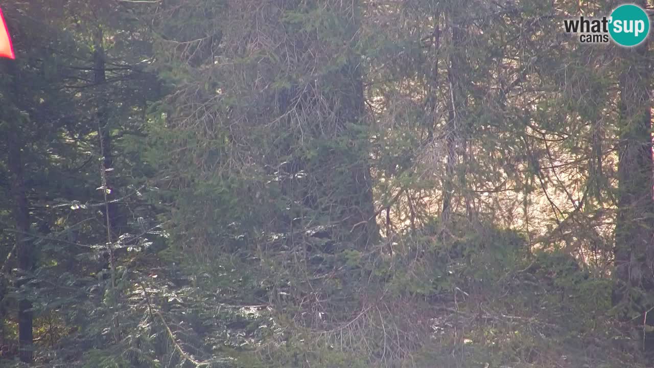 Spletna kamera Lukanja – Water Village | Pohorje Houses