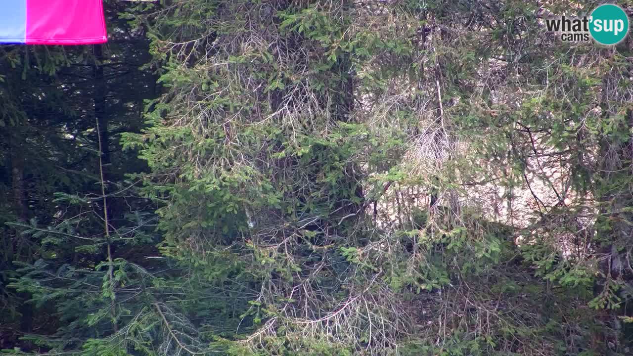 Web kamera Lukanja – Water Village | Pohorje Houses