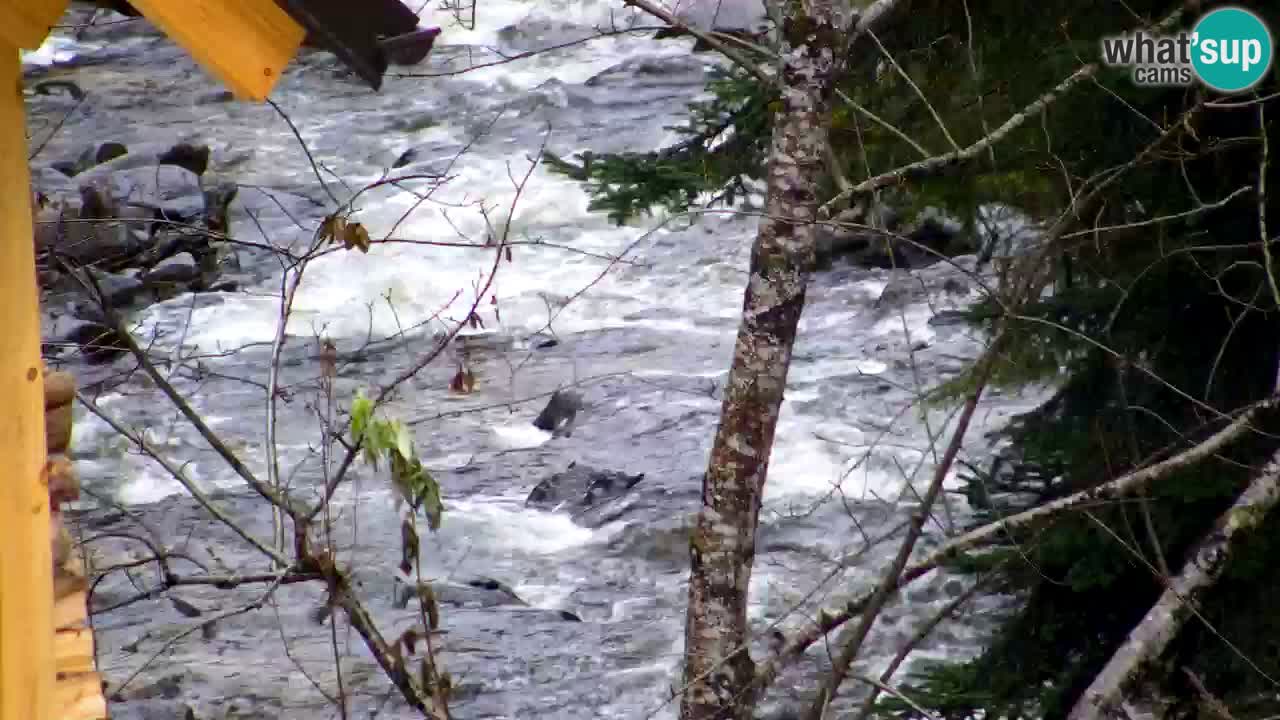 Spletna kamera Lukanja – Water Village | Pohorje Houses