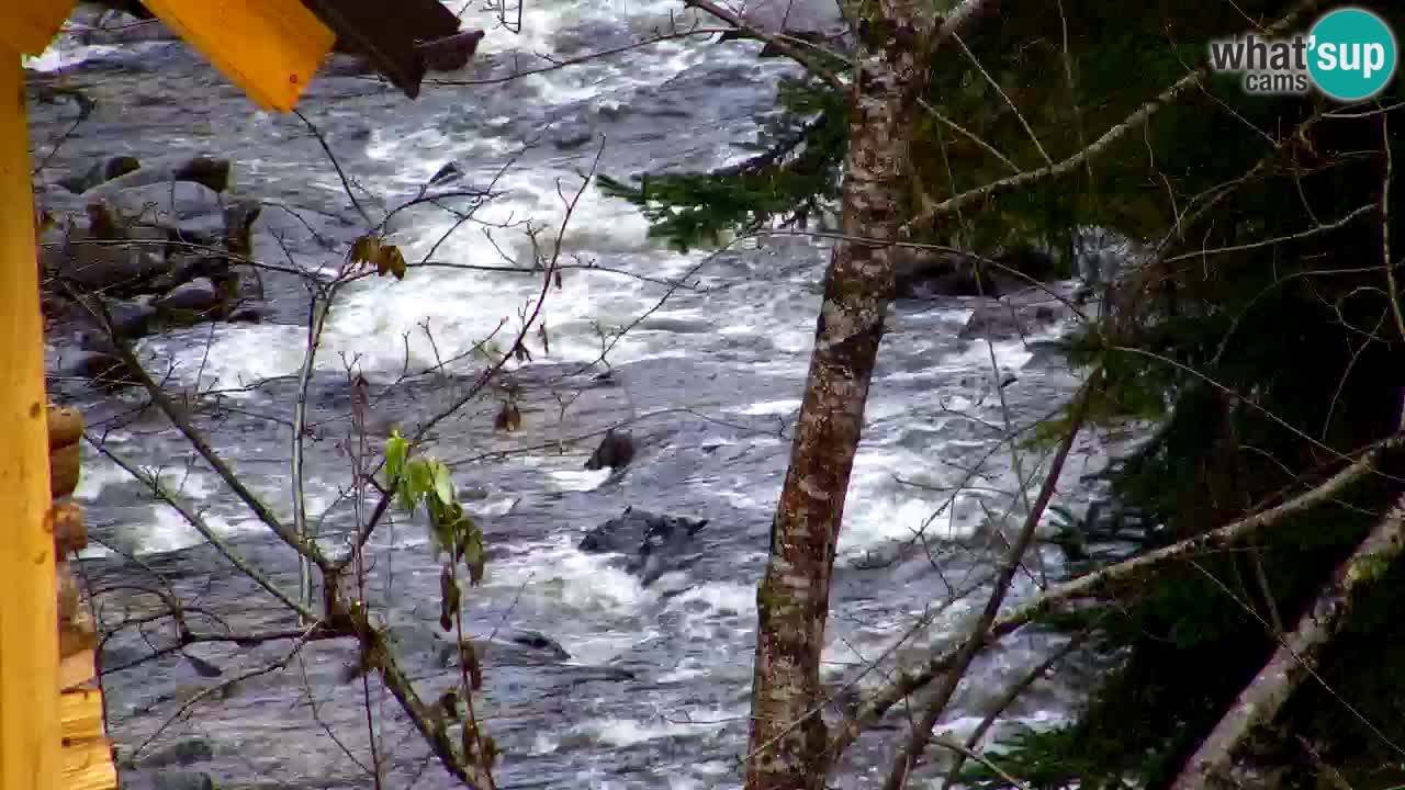 Web kamera Lukanja – Water Village | Pohorje Houses