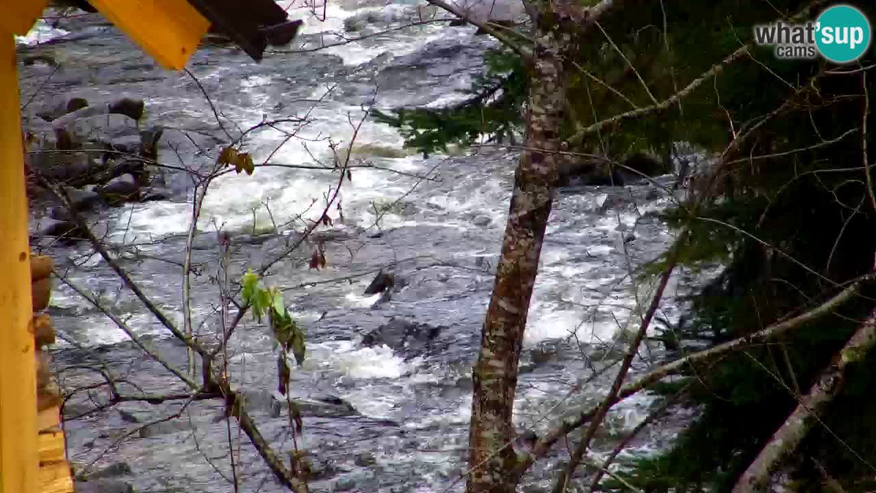 Spletna kamera Lukanja – Water Village | Pohorje Houses