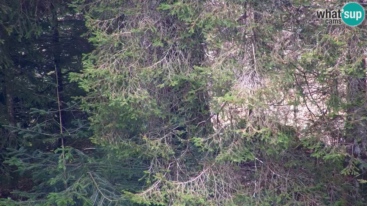 Webcam Lukanja – Water Village | Pohorje Houses