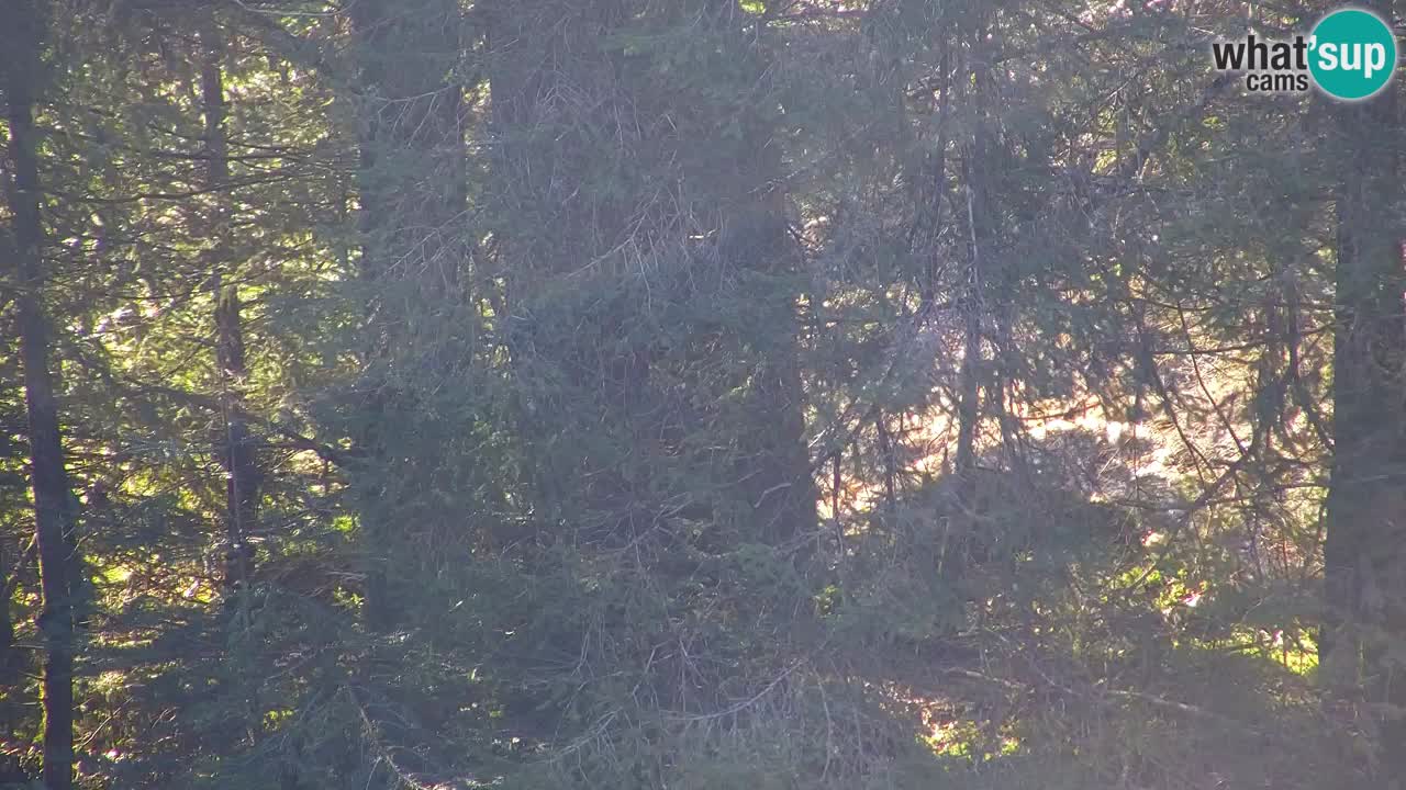 Spletna kamera Lukanja – Water Village | Pohorje Houses