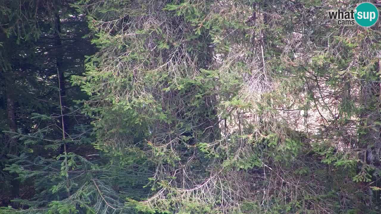 Webcam Lukanja – Pohorje houses a Water village