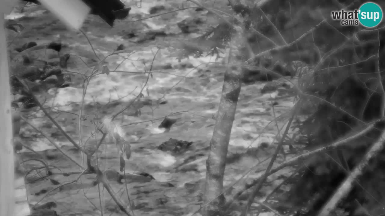 Webcam Lukanja – Water Village | Pohorje Houses