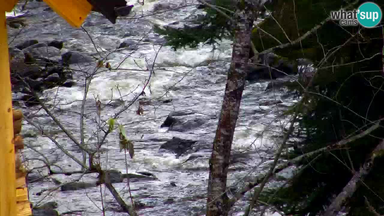 Webcam Lukanja – Water Village | Pohorje Houses