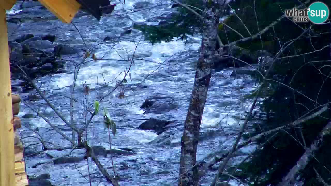 Webcam Lukanja – Pohorje houses a Water village
