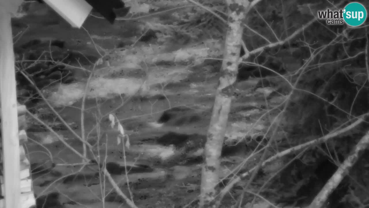 Webcam Lukanja – Water Village | Pohorje Houses