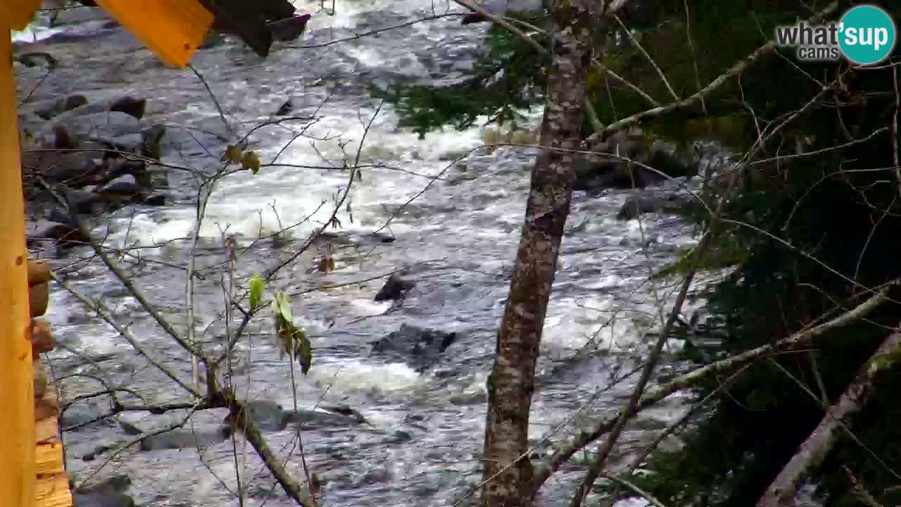 Webcam Lukanja – Water Village | Pohorje Houses