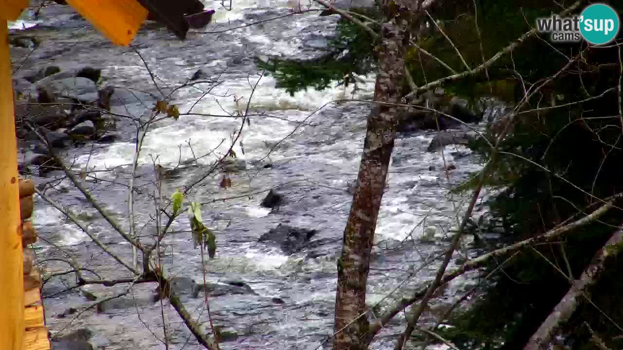 Webcam Lukanja – Water Village | Pohorje Houses