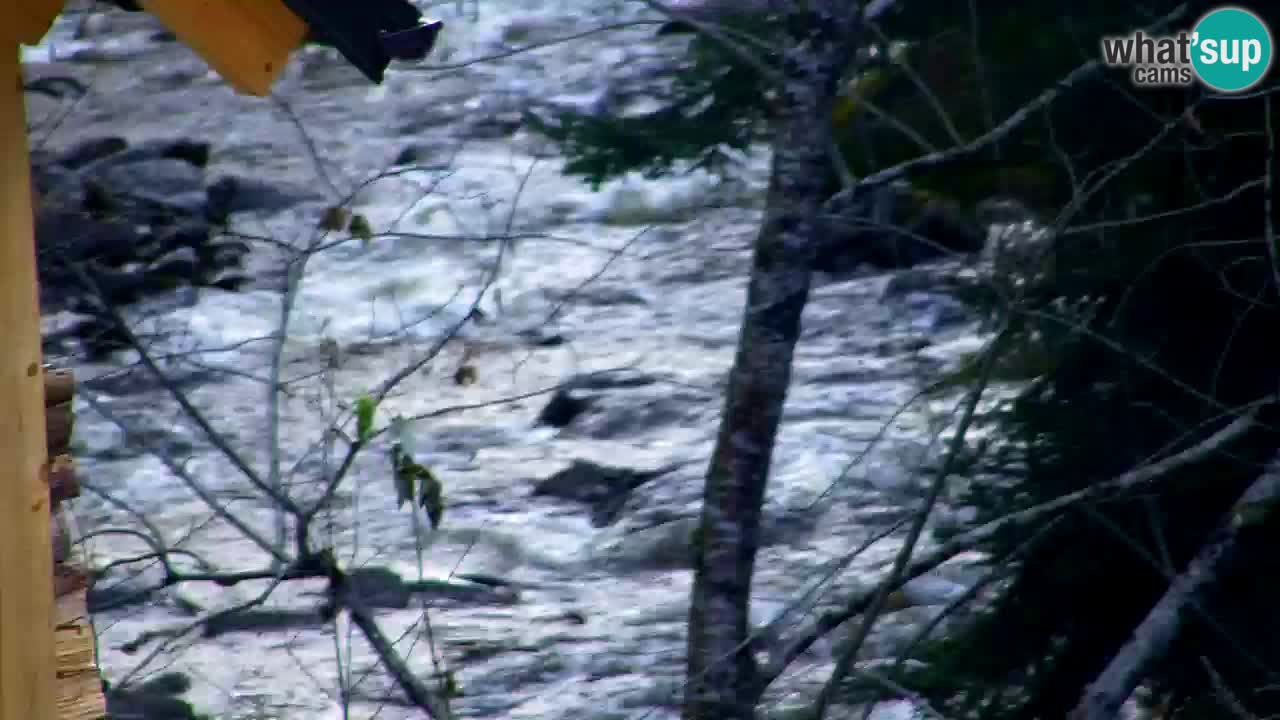 Webcam Lukanja – Water Village | Pohorje Houses