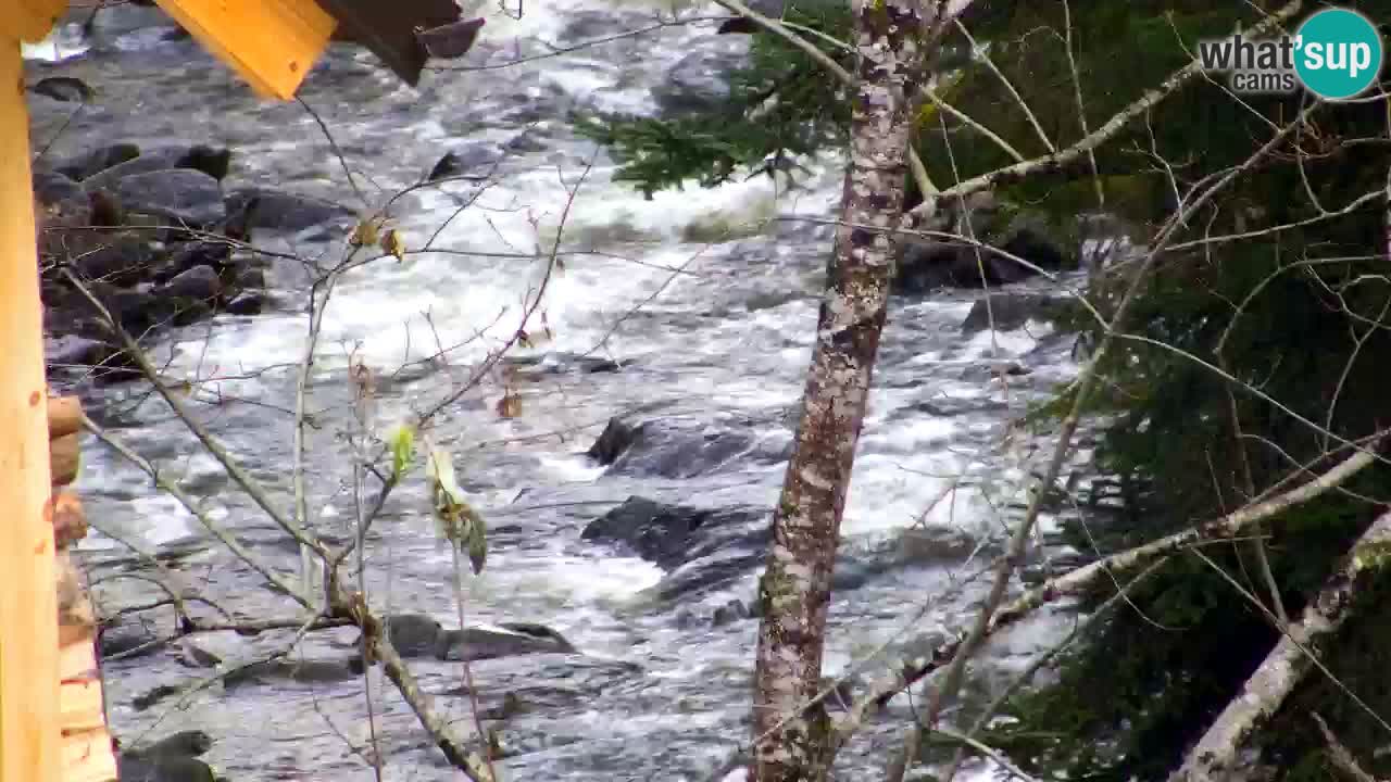 Webcam Lukanja – Water Village | Pohorje Houses