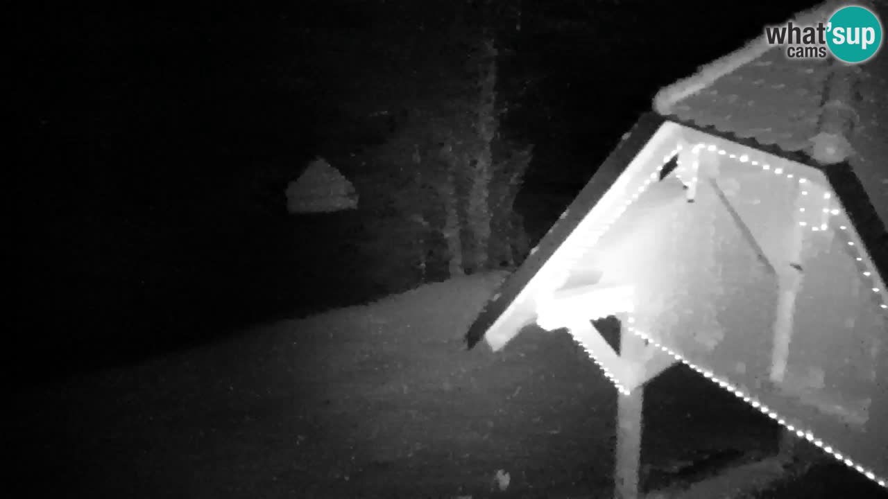 Webcam Lukanja – Water Village | Pohorje Houses