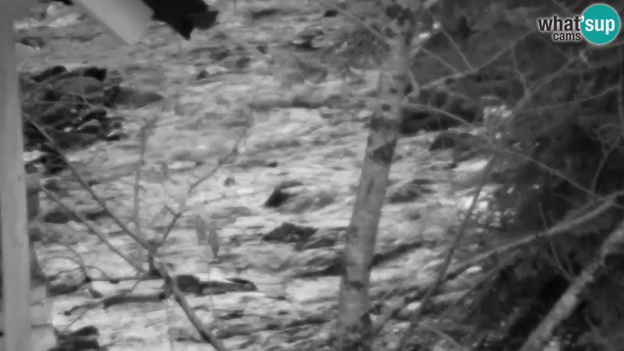 Webcam Lukanja – Water Village | Pohorje Houses