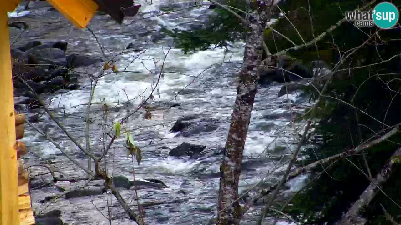 Web kamera Lukanja – Water Village | Pohorje Houses