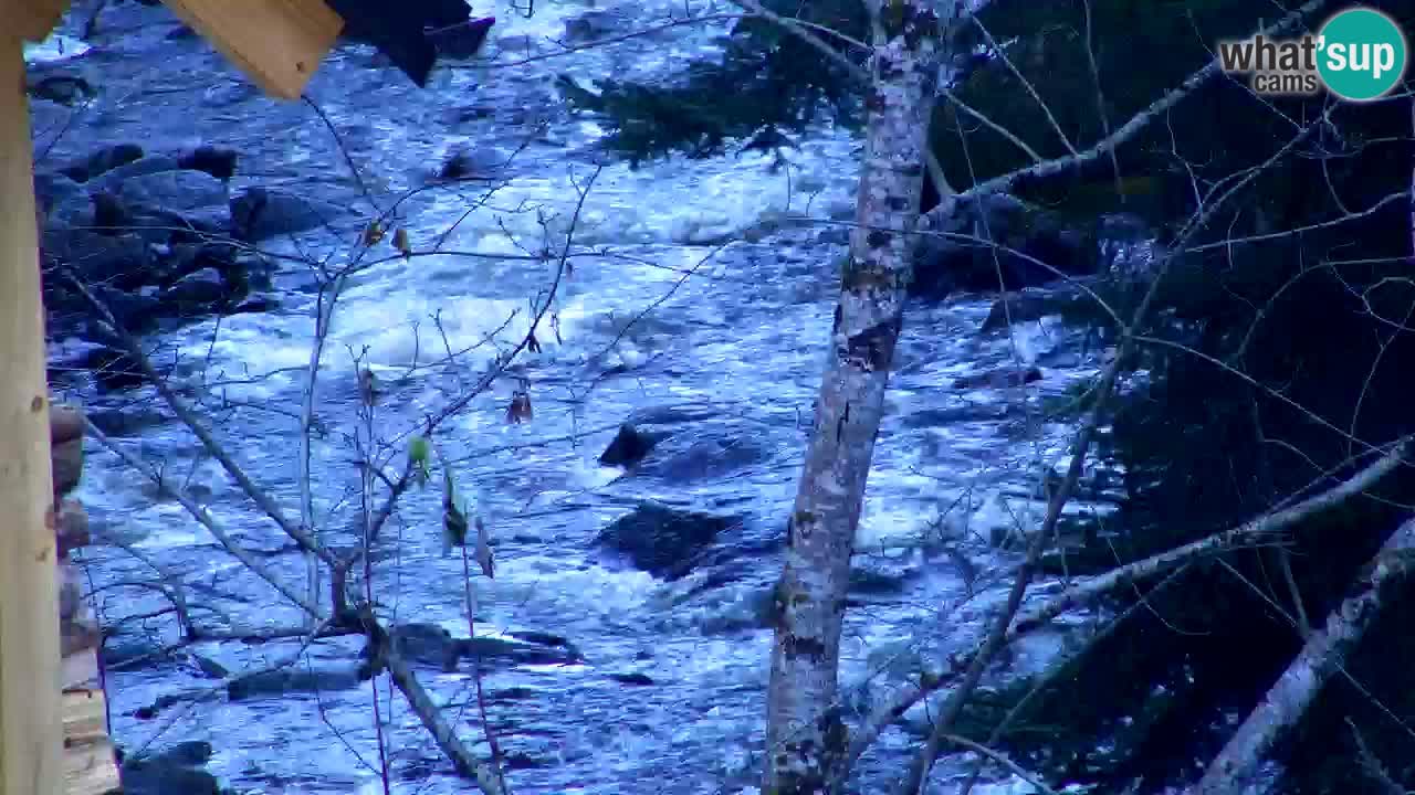 Webcam Lukanja – Pohorje houses a Water village