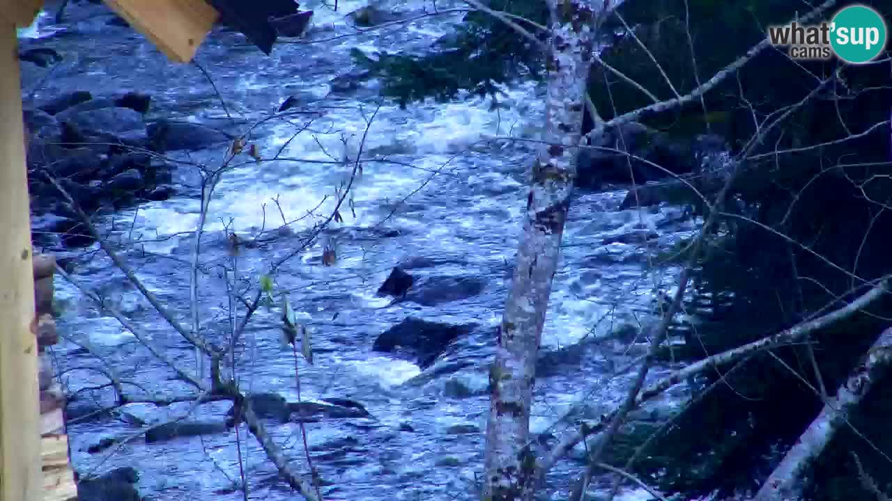 Web kamera Lukanja – Water Village | Pohorje Houses