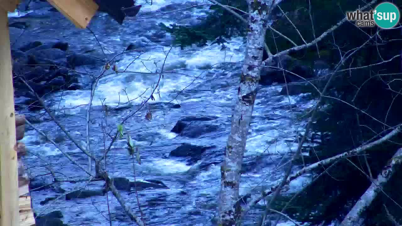 Webcam Lukanja – Water Village | Pohorje Houses