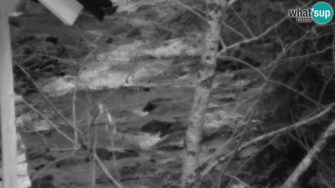 Spletna kamera Lukanja – Water Village | Pohorje Houses