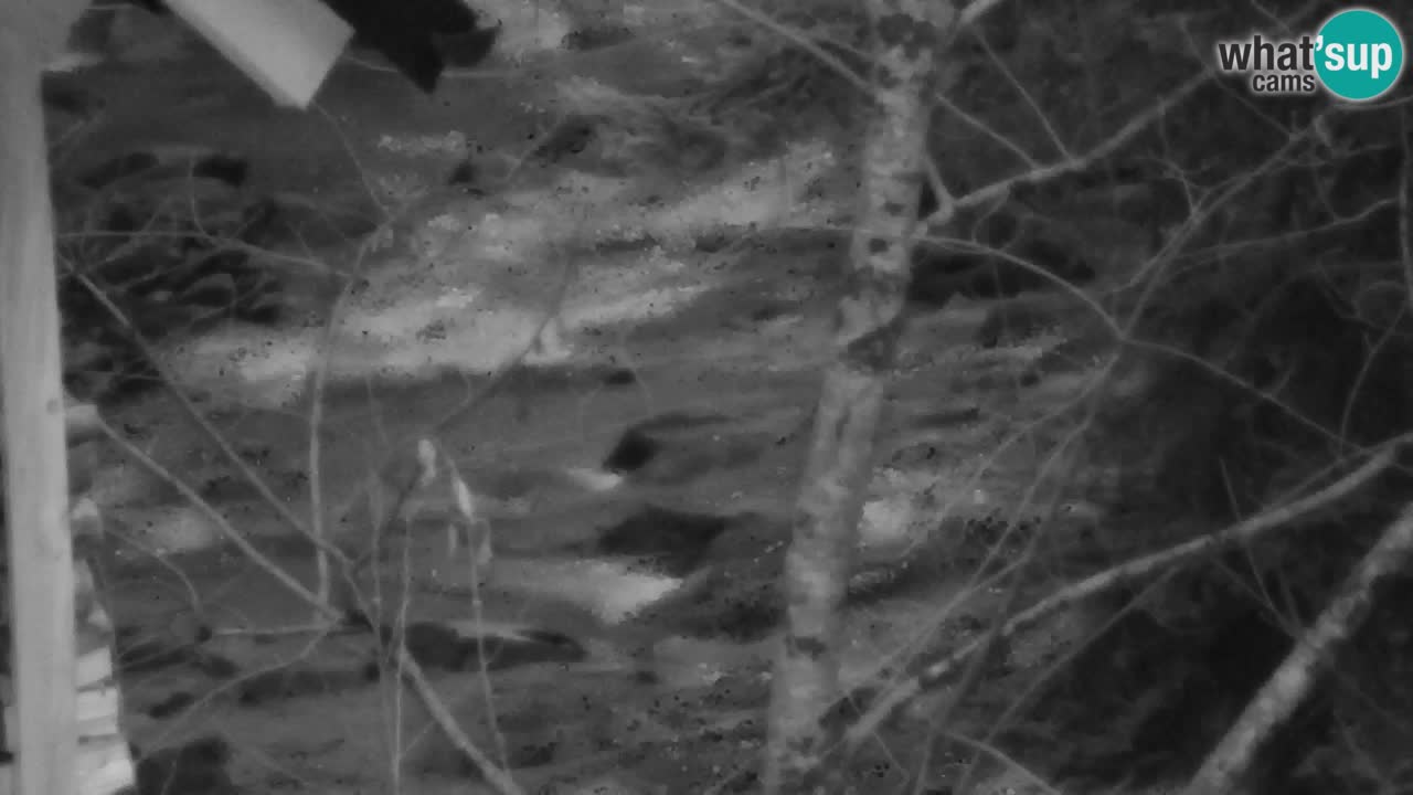 Spletna kamera Lukanja – Water Village | Pohorje Houses