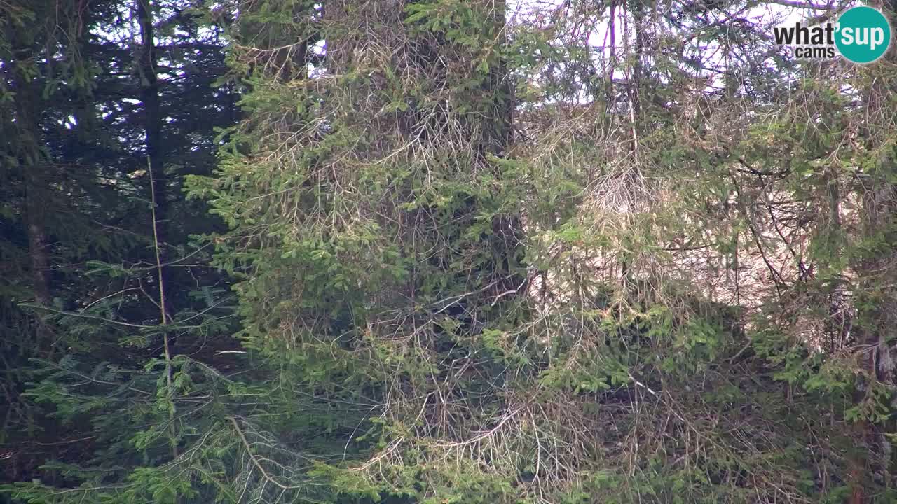 Webcam Lukanja – Water Village | Pohorje Houses