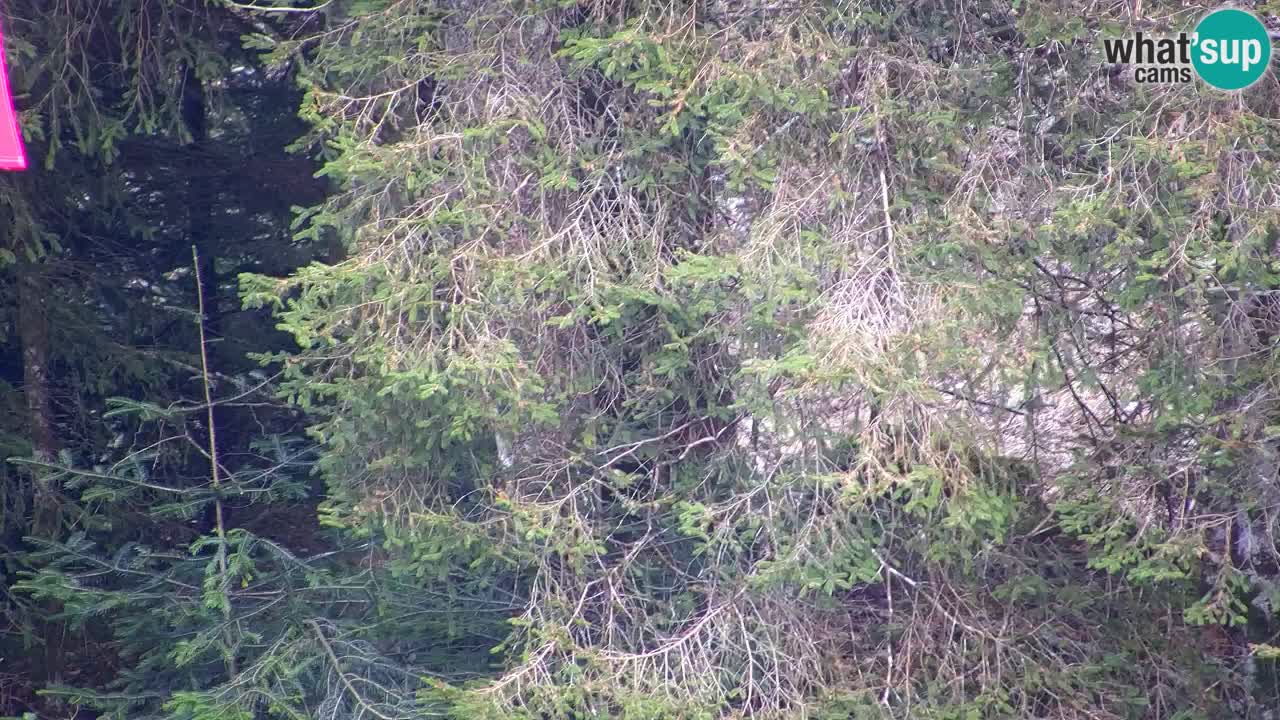 Webcam Lukanja – Water Village | Pohorje Houses