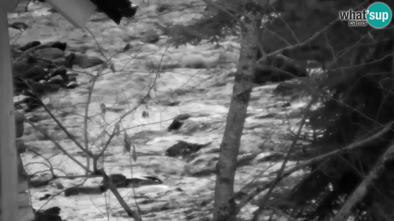 Web kamera Lukanja – Water Village | Pohorje Houses