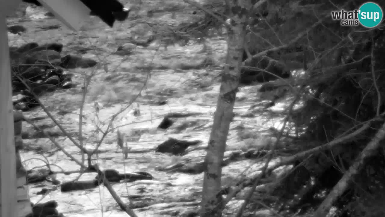 Webcam Lukanja – Water Village | Pohorje Houses