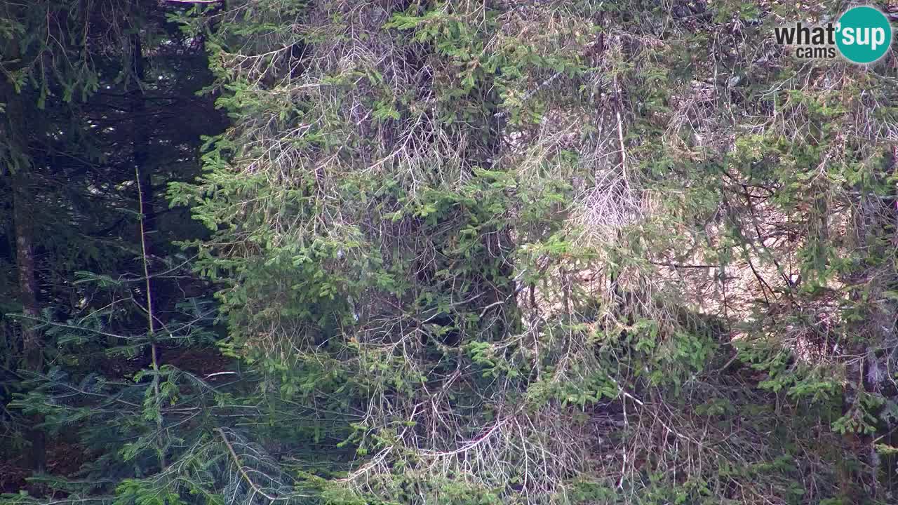 Webcam Lukanja – Water Village | Pohorje Houses