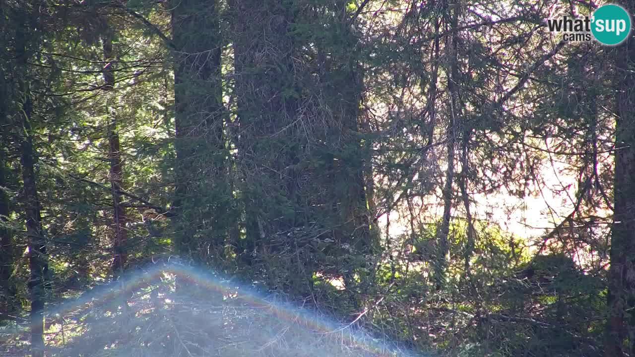 Web kamera Lukanja – Water Village | Pohorje Houses