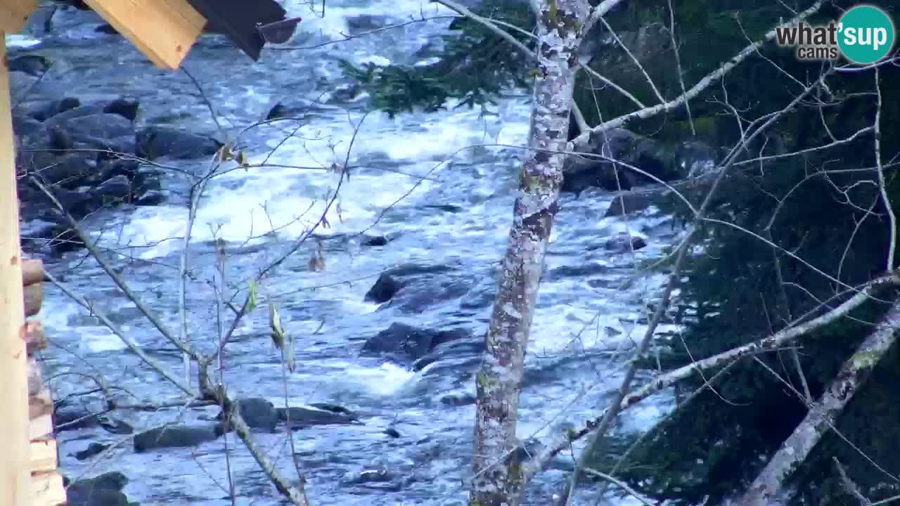 Webcam Lukanja – Water Village | Pohorje Houses