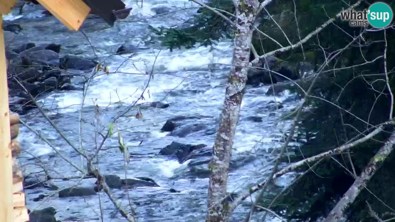 Webcam Lukanja – Pohorje houses a Water village