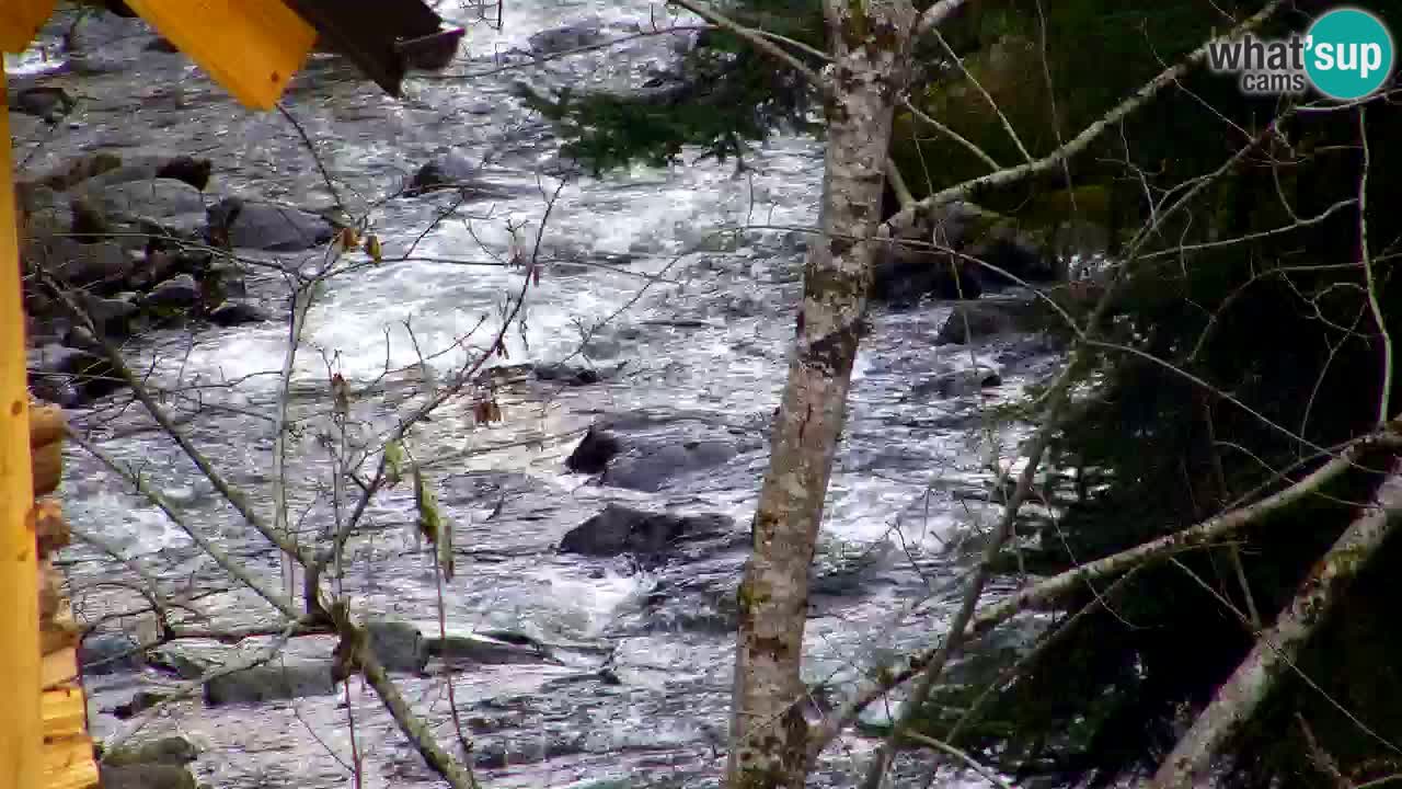 Webcam Lukanja – Water Village | Pohorje Houses