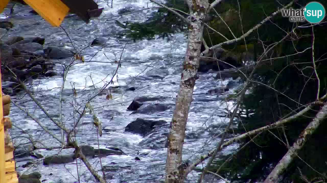 Web kamera Lukanja – Water Village | Pohorje Houses