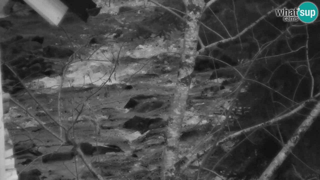 Web kamera Lukanja – Water Village | Pohorje Houses