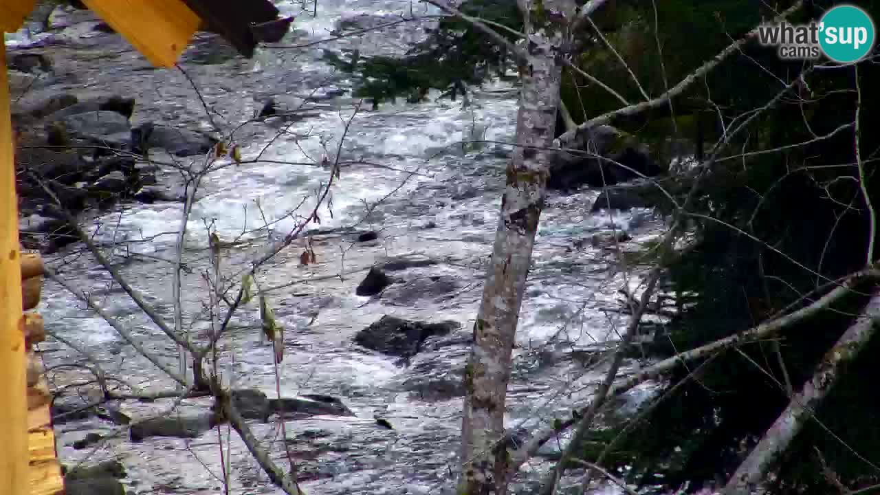 Webcam Lukanja – Pohorje houses a Water village