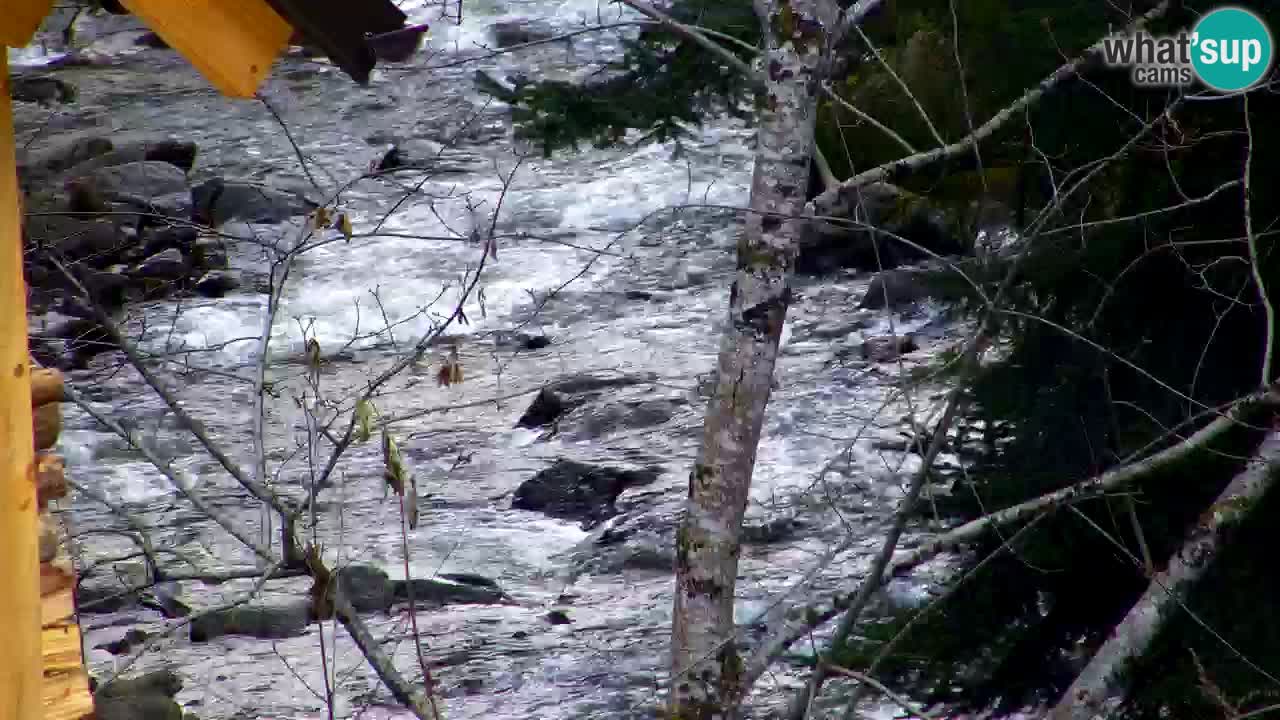 Spletna kamera Lukanja – Water Village | Pohorje Houses