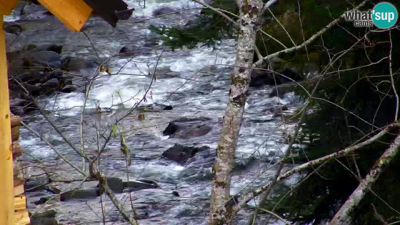 Webcam Lukanja – Water Village | Pohorje Houses