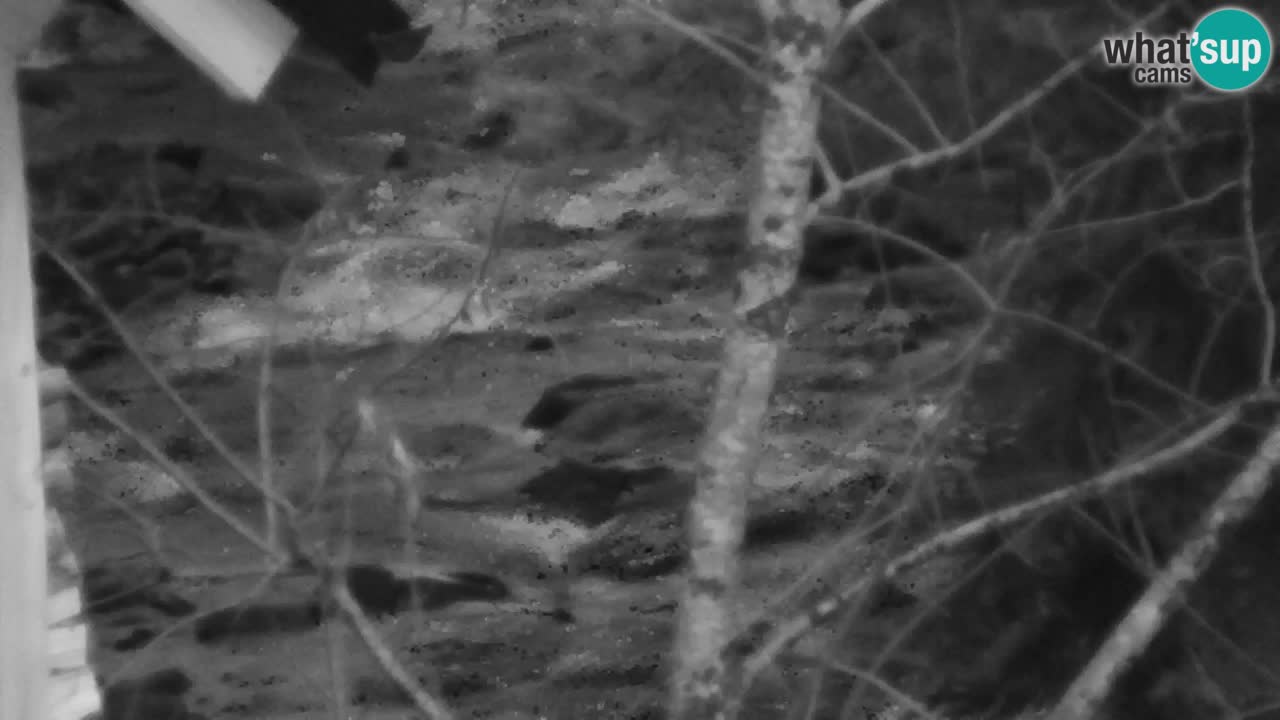 Webcam Lukanja – Water Village | Pohorje Houses