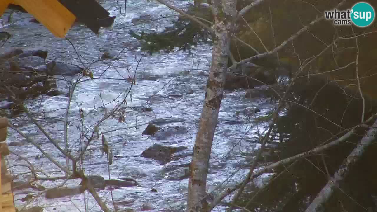 Webcam Lukanja – Water Village | Pohorje Houses