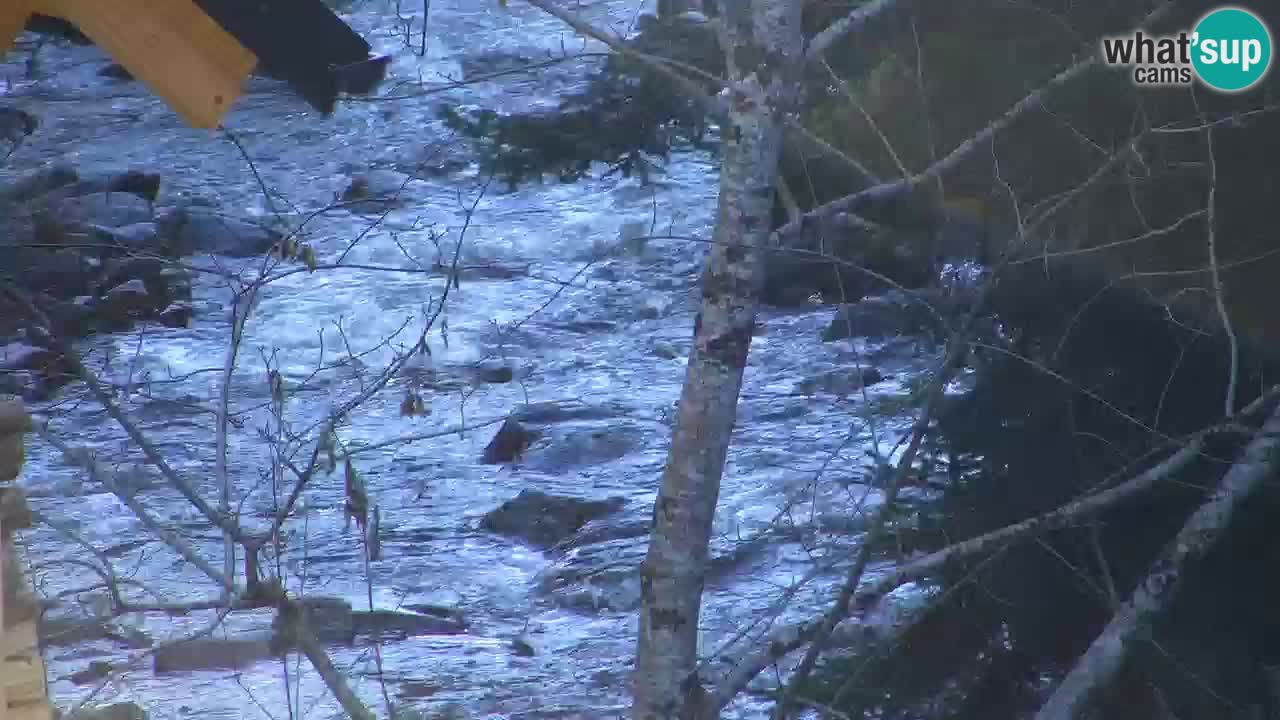 Webcam Lukanja – Water Village | Pohorje Houses