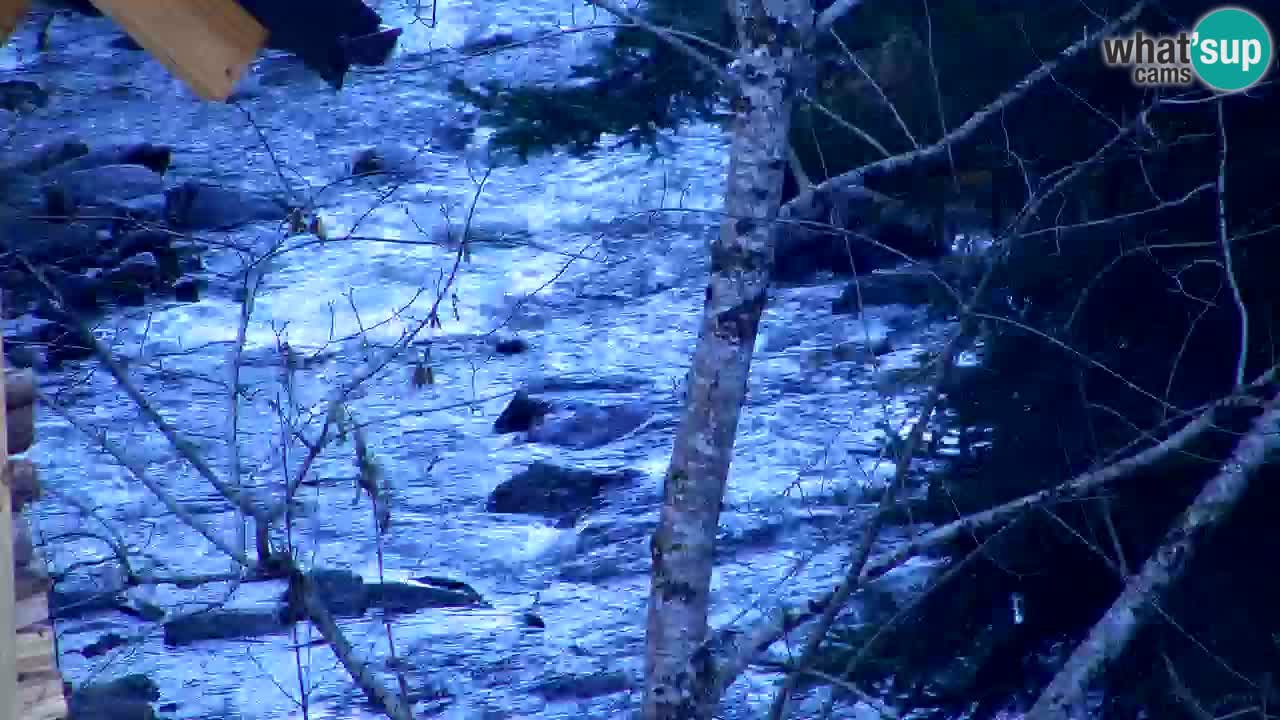 Spletna kamera Lukanja – Water Village | Pohorje Houses