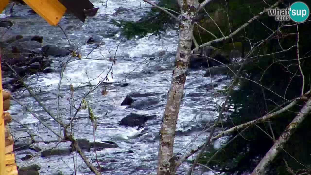 Webcam Lukanja – Water Village | Pohorje Houses