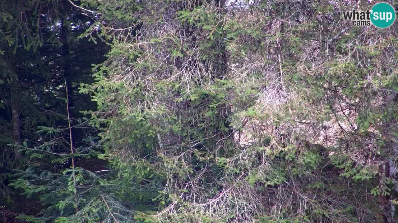 Spletna kamera Lukanja – Water Village | Pohorje Houses