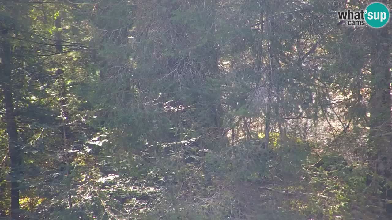 Webcam Lukanja – Pohorje houses a Water village