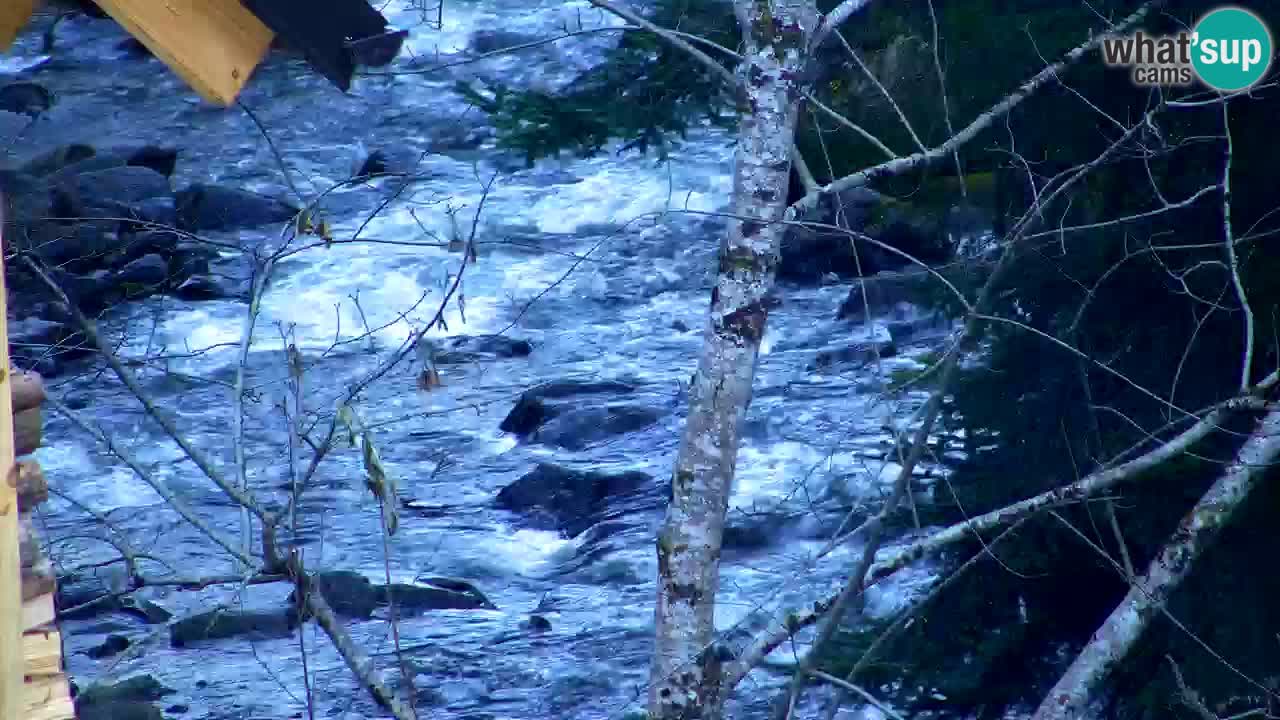 Webcam Lukanja – Water Village | Pohorje Houses