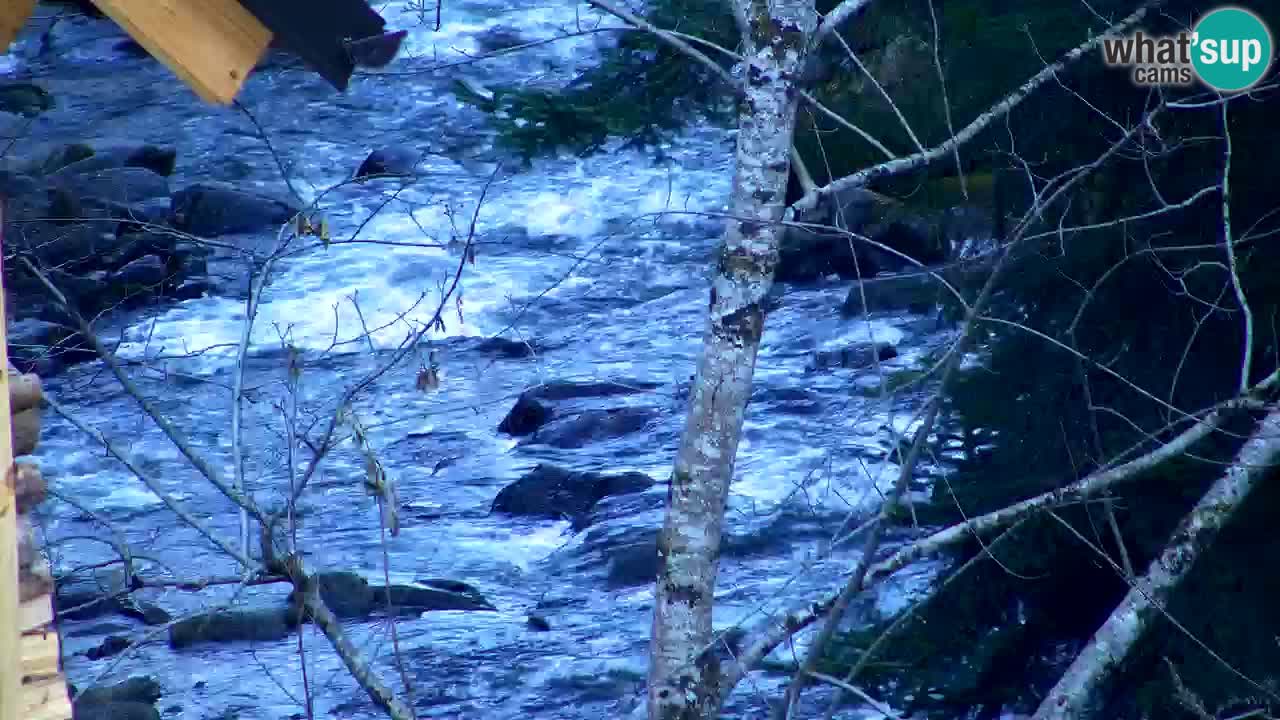 Web kamera Lukanja – Water Village | Pohorje Houses