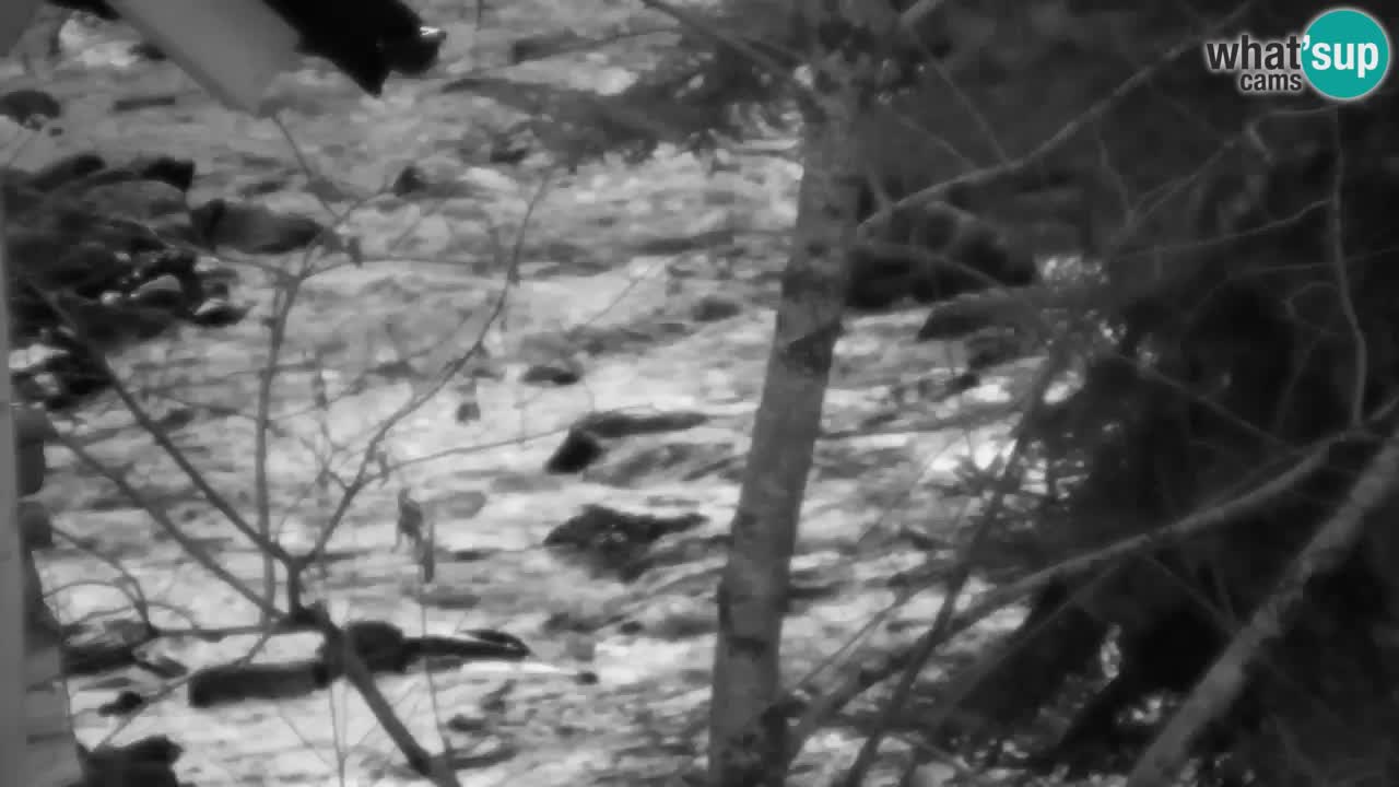 Webcam Lukanja – Water Village | Pohorje Houses